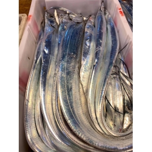 一品鮮帶魚(yú)